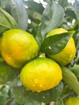「極早生みかん」まもなく収穫です！！
