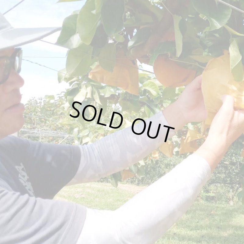 愛媛フルーツショップ段々畑 秋月梨 ギフト用10ｋｇ