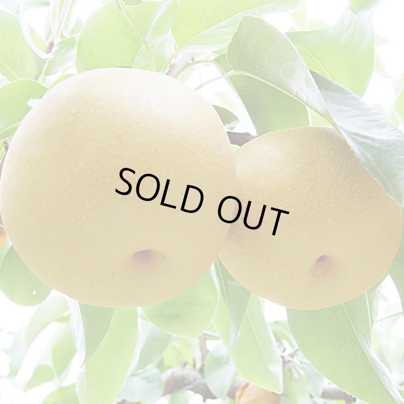 愛媛フルーツショップ段々畑 秋月梨 ギフト用5ｋｇ