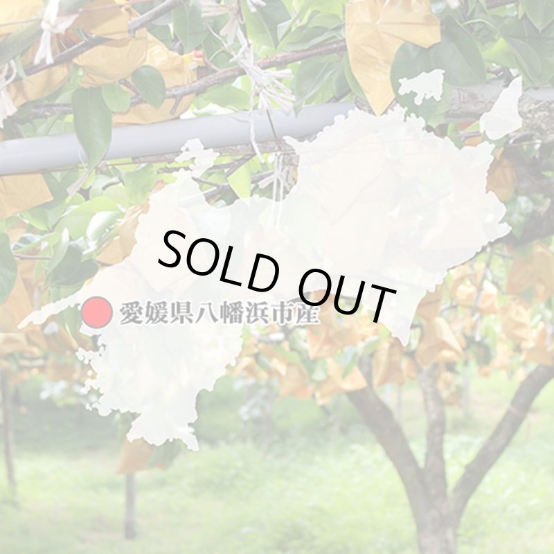 愛媛フルーツショップ段々畑 秋月梨 ギフト用10ｋｇ