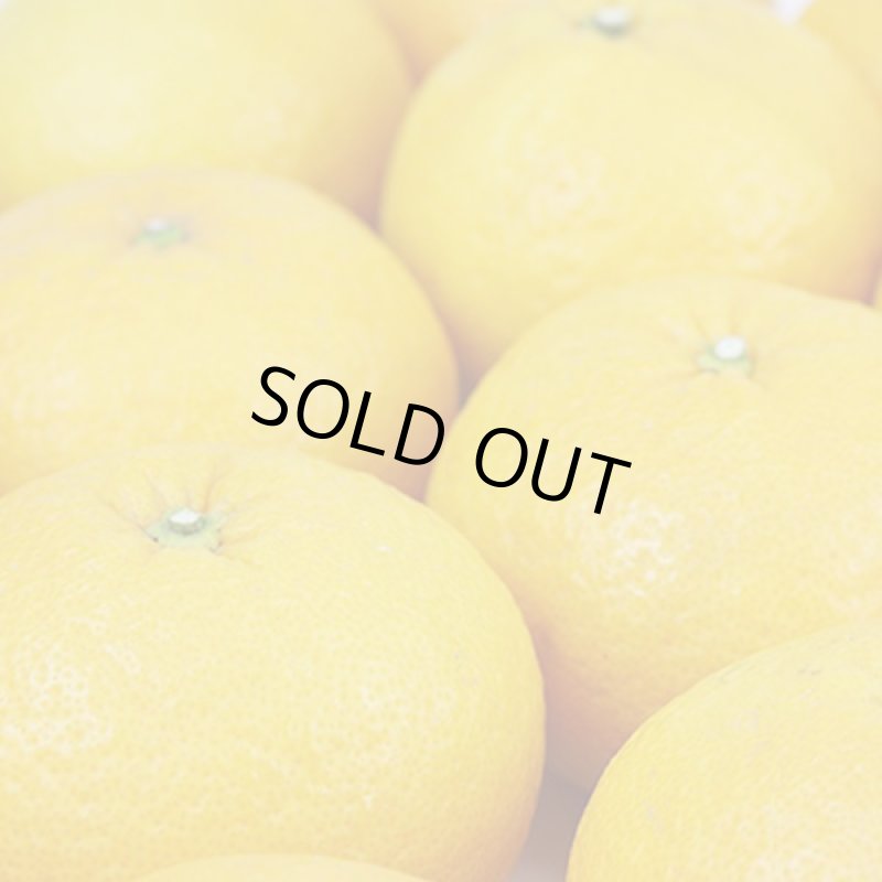 画像2: 愛媛県産 甘夏 ギフト用 9kg (2)