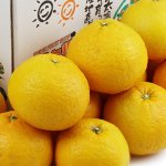 画像2: 愛媛県産 サンフルーツ ご家庭用9kg (2)