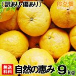 画像1: 愛媛県産 サンフルーツ 自然の恵み(訳あり・傷あり）9kg (1)