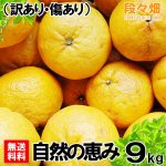 画像1: 愛媛県産 甘夏 自然の恵み(訳あり・傷あり）9kg (1)