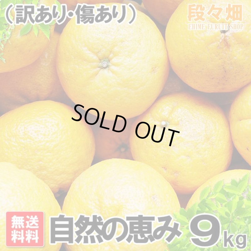画像1: 愛媛県産 サンフルーツ 自然の恵み(訳あり・傷あり）9kg (1)