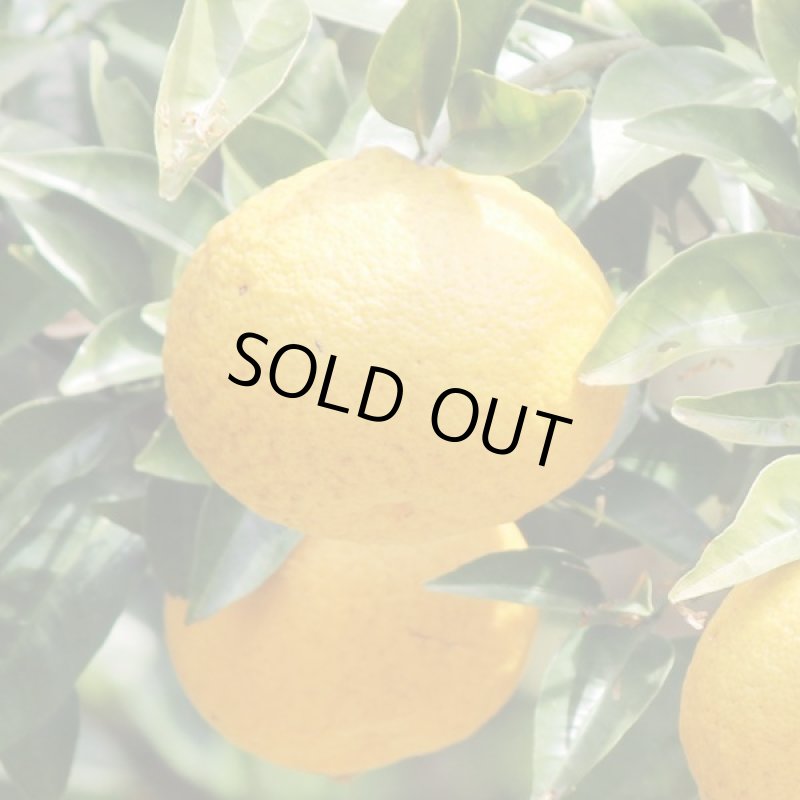 画像5: 愛媛県産 甘夏 ギフト用 9kg (5)