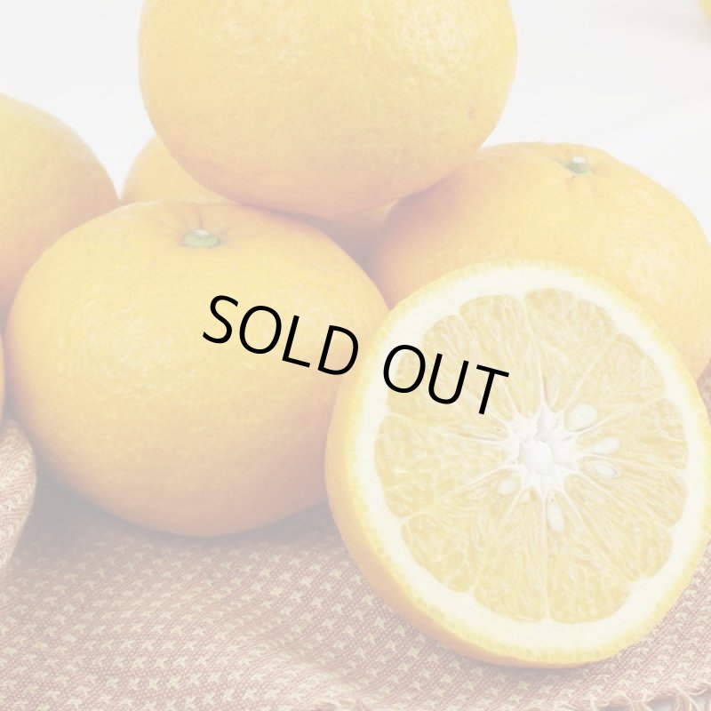 画像4: 愛媛県産 甘夏 ギフト用 9kg (4)