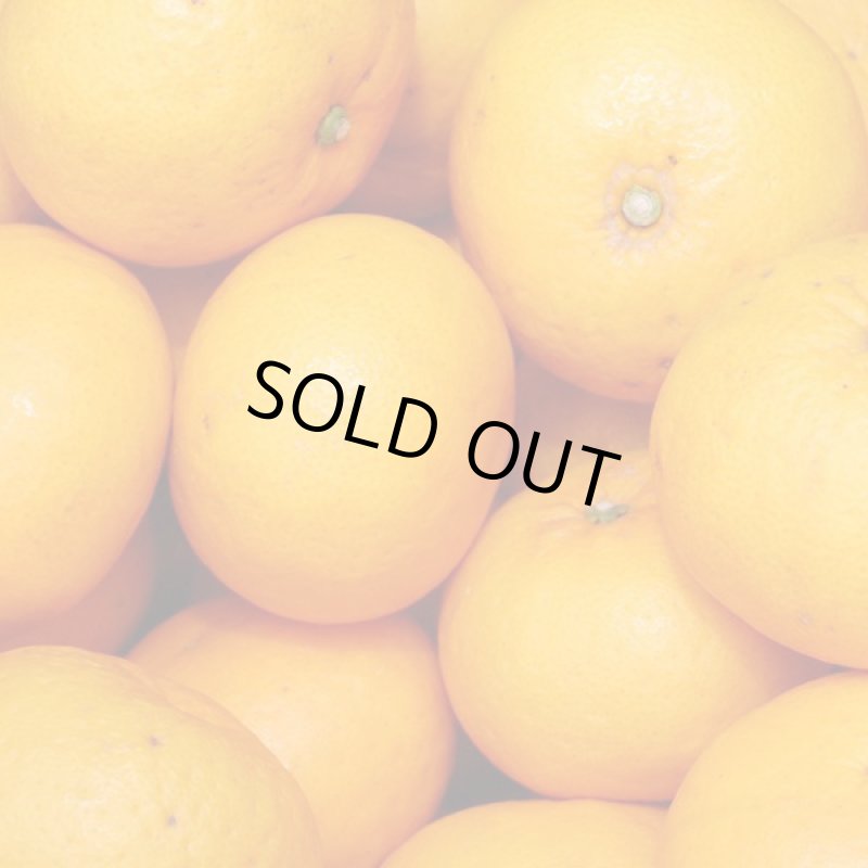 画像2: 愛媛県産 清見（きよみ） 自然の恵み(訳あり・傷あり）10kg (2)