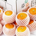 画像1: 愛媛県産 ブラッドオレンジ ギフト用 5kg (1)