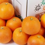 画像1: 愛媛県産 ブラッドオレンジ 自然の恵み（訳あり・傷あり） 5kg (1)