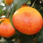 画像4: 愛媛県産 ブラッドオレンジ 自然の恵み（訳あり・傷あり） 10kg (4)