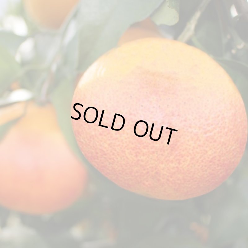 画像4: 愛媛県産 ブラッドオレンジ ご家庭用 10kg (4)