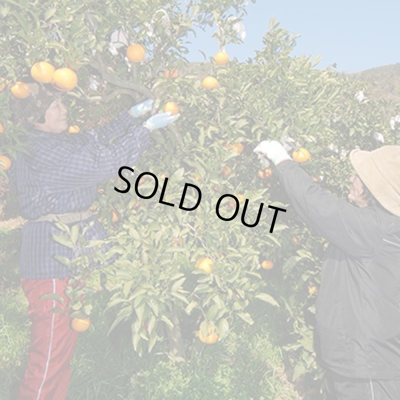 画像5: 愛媛県産 ブラッドオレンジ ご家庭用 10kg (5)