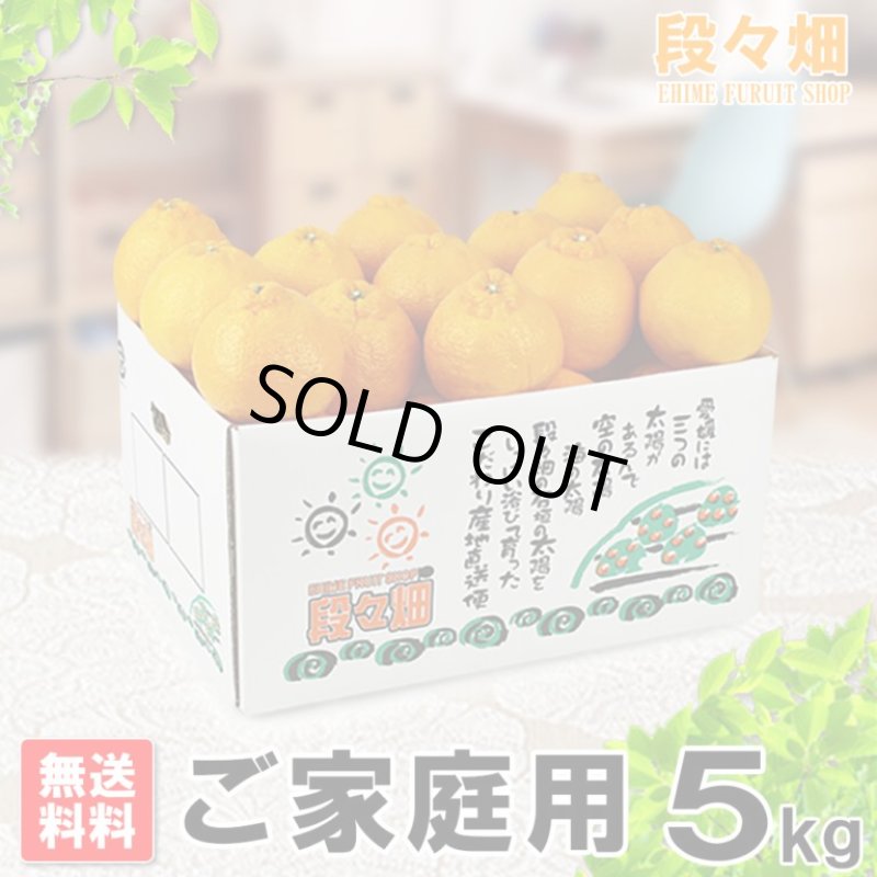 画像1: 愛媛県産 デコスケ ご家庭用5kg (1)