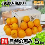 画像1: 愛媛県産 デコスケ 自然の恵み(訳あり・傷あり）5kg (1)