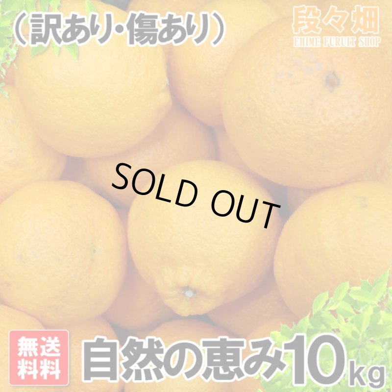 画像3: 愛媛県産 デコスケ 自然の恵み(訳あり・傷あり）10kg (3)