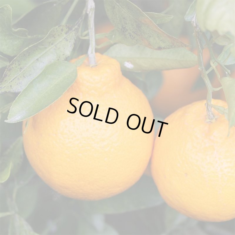 画像6: 愛媛県産 デコスケ ご家庭用5kg (6)