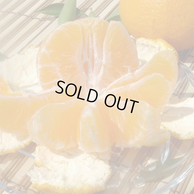 画像5: 愛媛県産 デコスケ ご家庭用5kg (5)