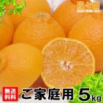 画像2: 愛媛県産 デコスケ ご家庭用5kg (2)