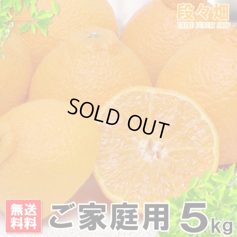 画像2: 愛媛県産 デコスケ ご家庭用5kg (2)