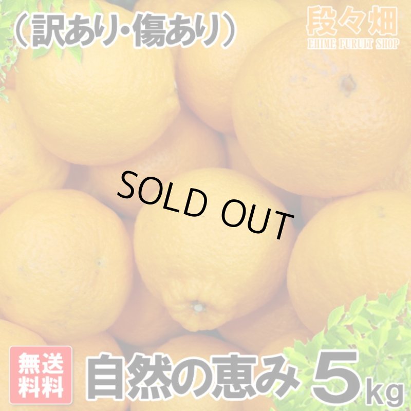 画像3: 愛媛県産 デコスケ 自然の恵み(訳あり・傷あり）5kg (3)