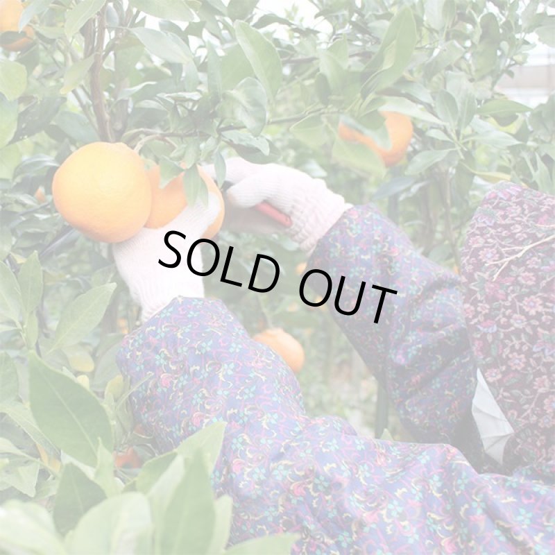 画像7: 愛媛県産 デコスケ ご家庭用5kg (7)