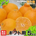 画像2: 愛媛県産 デコスケ ギフト用5kg (2)