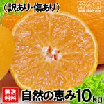 画像2: 愛媛県産 デコスケ 自然の恵み(訳あり・傷あり）10kg (2)