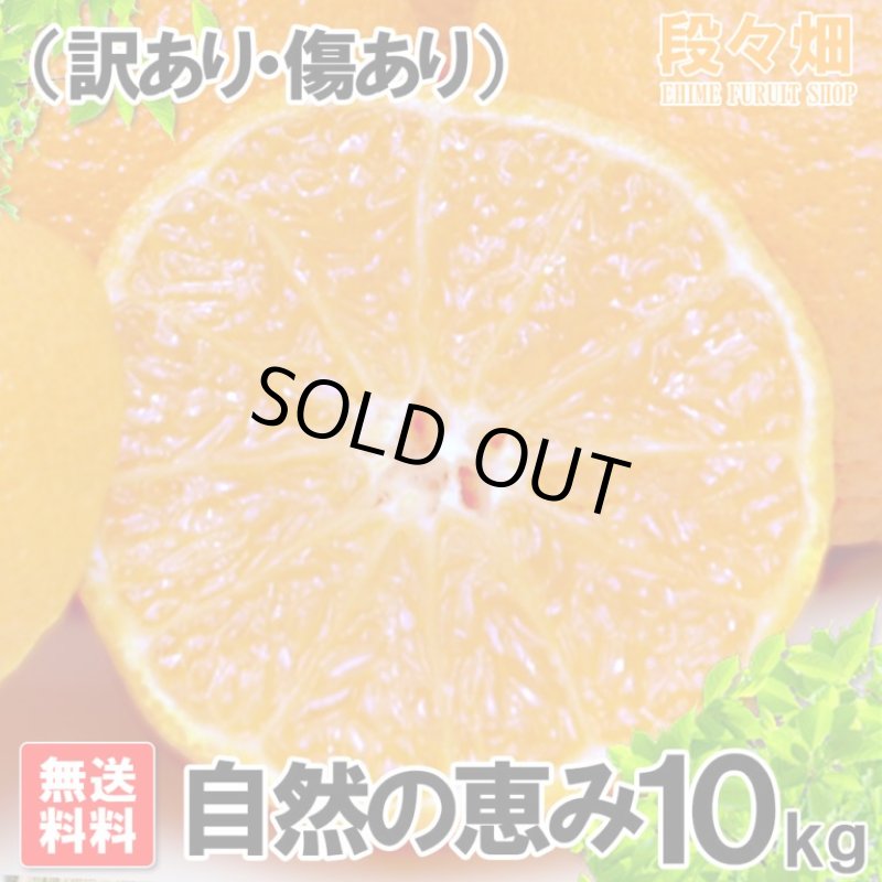 画像2: 愛媛県産 デコスケ 自然の恵み(訳あり・傷あり）10kg (2)