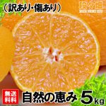 画像2: 愛媛県産 デコスケ 自然の恵み(訳あり・傷あり）5kg (2)