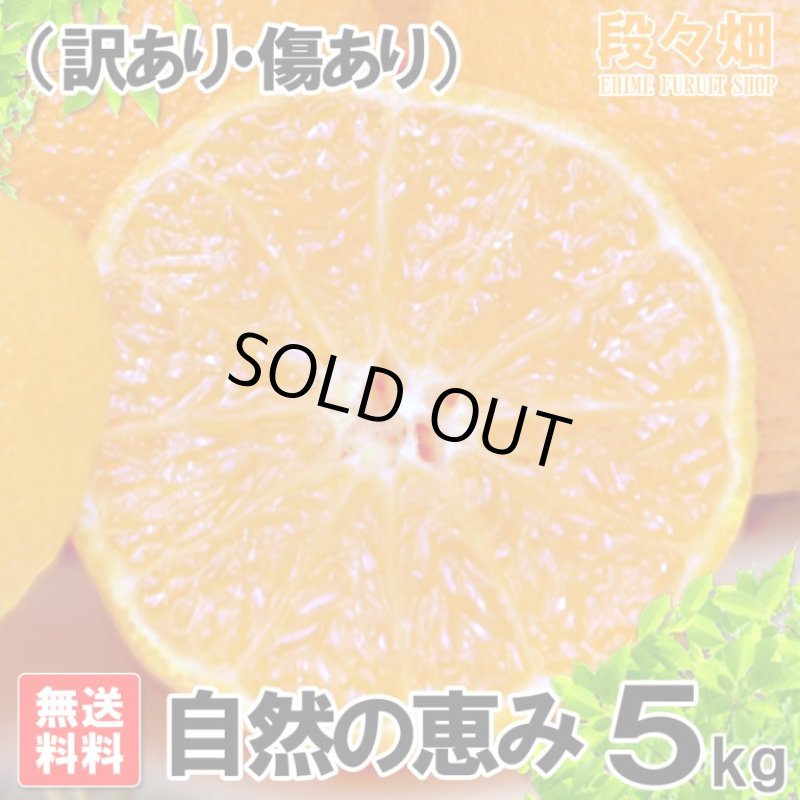 画像2: 愛媛県産 デコスケ 自然の恵み(訳あり・傷あり）5kg (2)