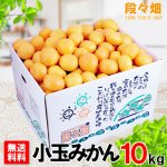 画像1: 愛媛県産 愛媛みかん 小玉10kg (1)