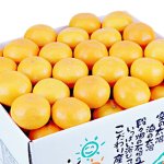 画像2: 愛媛県産 愛媛みかん ギフト用10kg (2)