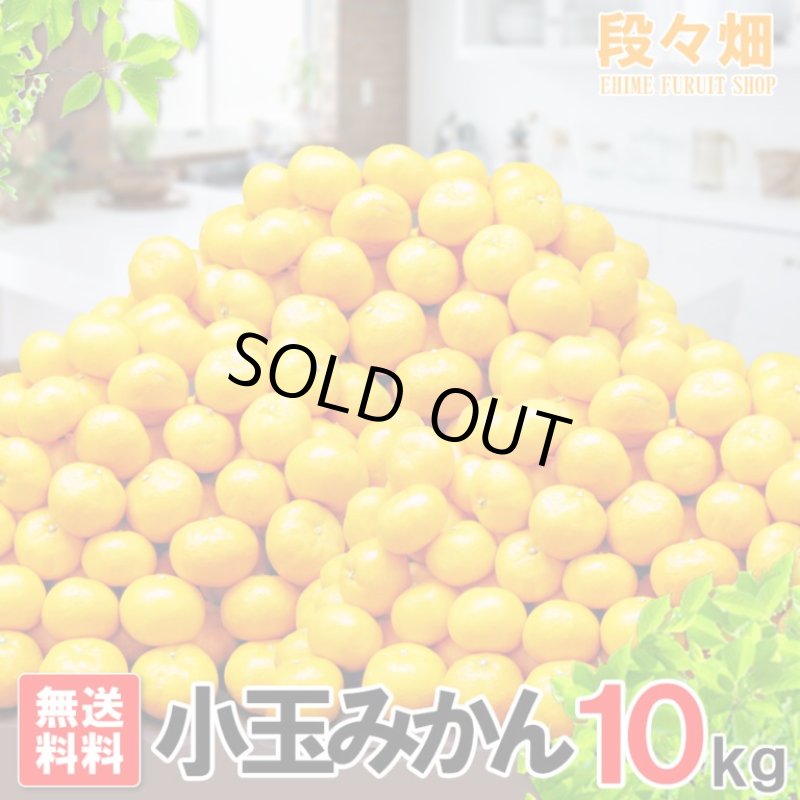 画像2: 愛媛県産 愛媛みかん 小玉10kg (2)