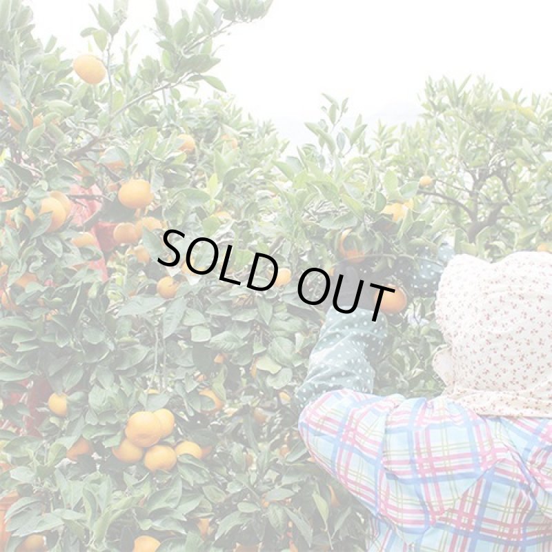 画像4: 愛媛県産 はれひめ ギフト用10kg (4)