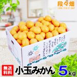 画像1: 愛媛県産 愛媛みかん 小玉５kg (1)