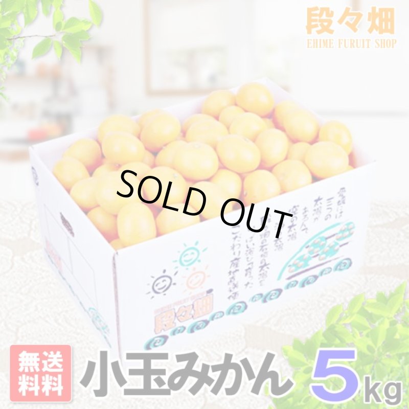 画像1: 愛媛県産 愛媛みかん 小玉５kg (1)