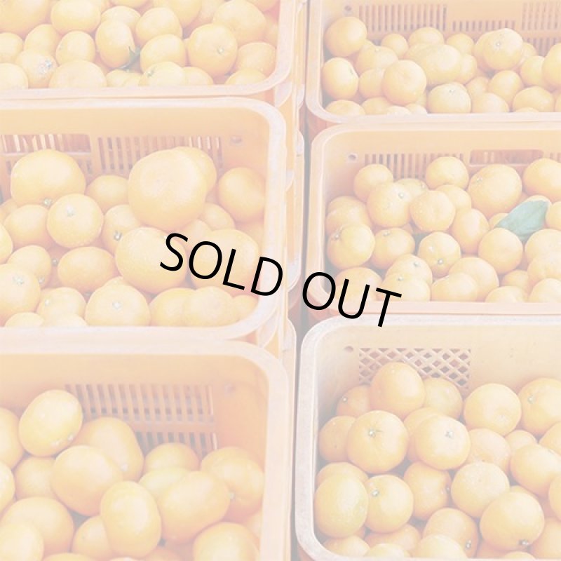 画像4: 愛媛県産 愛媛みかん 自然の恵み(訳あり・傷あり）５kg (4)