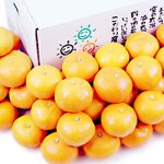 画像2: 愛媛県産 愛媛みかん ご家庭用5kg (2)