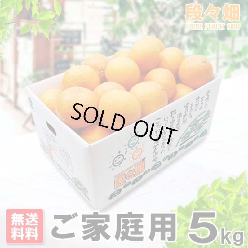 画像1: 愛媛県産 媛まどんな ご家庭用５kg (1)