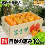 画像1: 愛媛県産 富士柿 自然の恵み 10kg (訳あり・傷あり） (1)