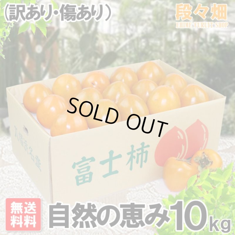 画像1: 愛媛県産 富士柿 自然の恵み 10kg (訳あり・傷あり） (1)
