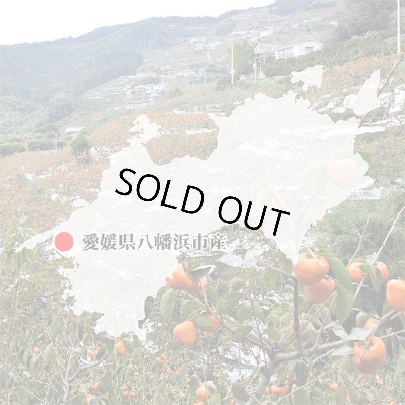 画像7: 愛媛県産 富士柿 ご家庭用 5kg (7)