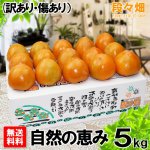 画像1: 愛媛県産 富士柿 自然の恵み 5kg (訳あり・傷あり） (1)