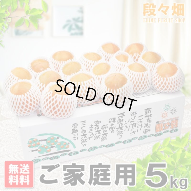 画像1: 愛媛県産 富士柿 ご家庭用 5kg (1)