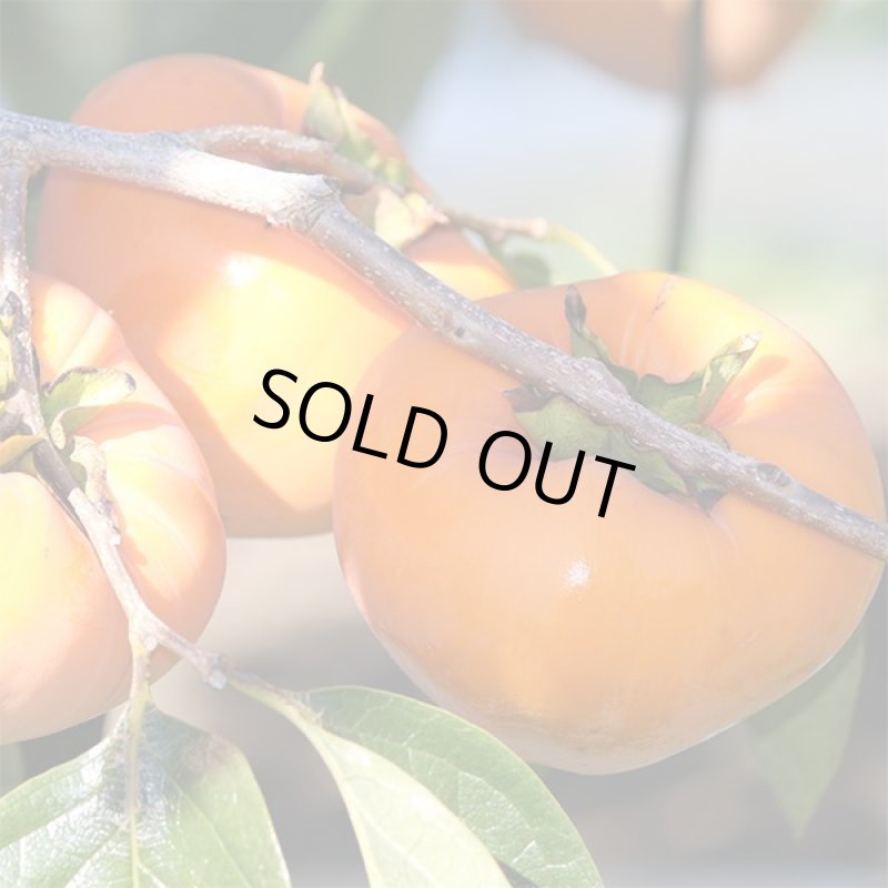 画像5: 愛媛県産 富士柿 ご家庭用 5kg (5)