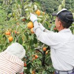 画像6: 愛媛県産 富士柿 自然の恵み 10kg (訳あり・傷あり） (6)