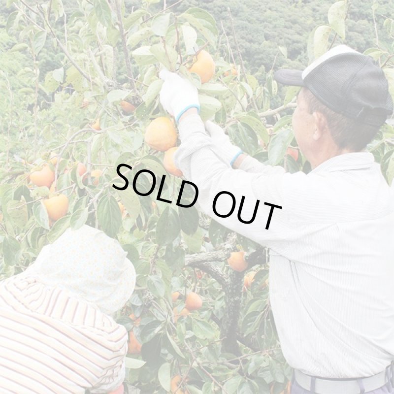 画像6: 愛媛県産 富士柿 ご家庭用 5kg (6)