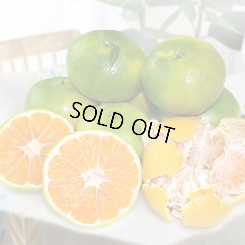 画像4: 愛媛県産 極早生みかん ご家庭用10kg (4)