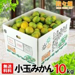 画像1: 愛媛県産 極早生みかん 小玉10kg (1)